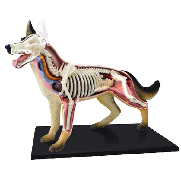 Animal Body Models - Dog anatomy cross-section showing organs and systems