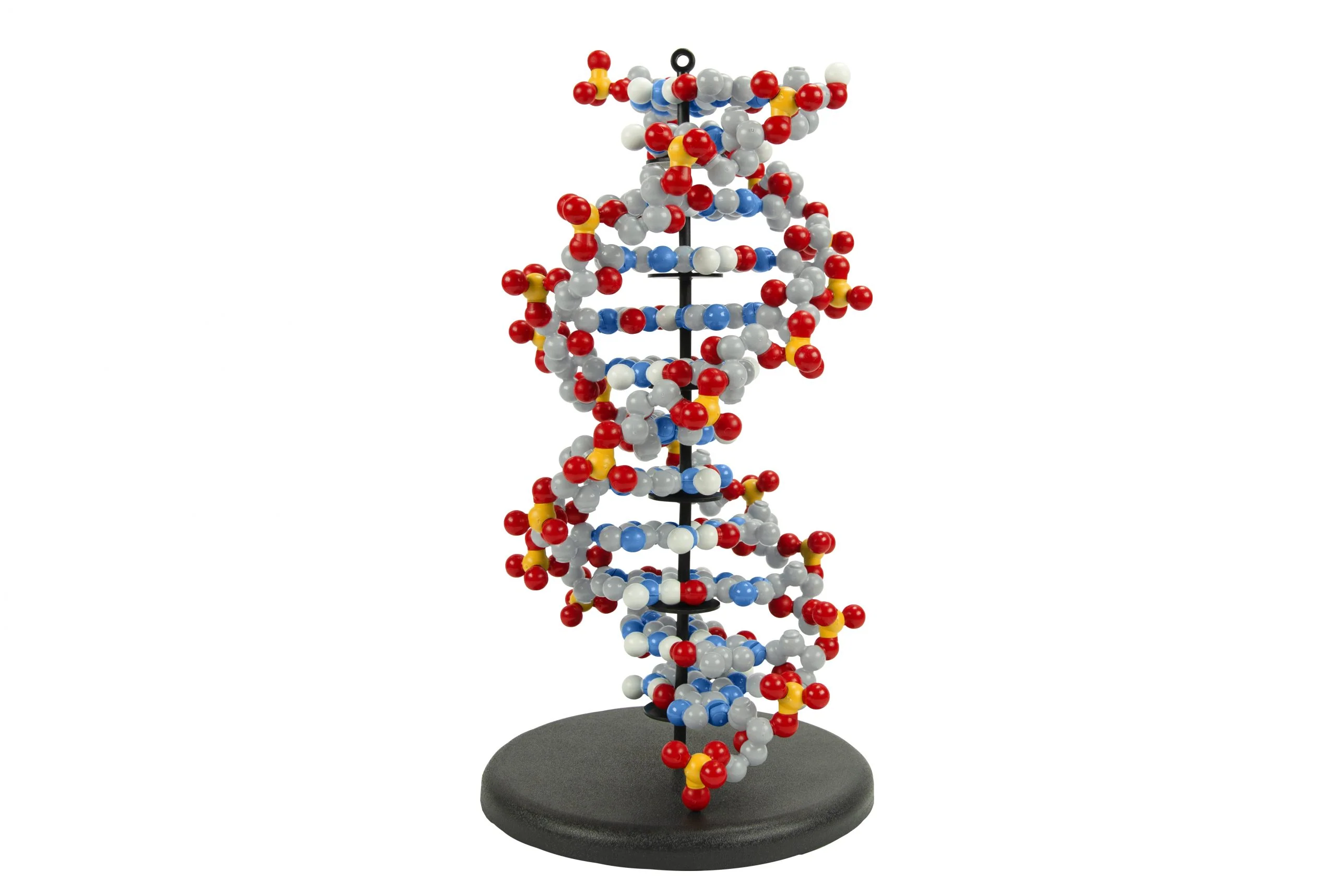 DNA Structure Models - 3D double helix with color-coded atoms
